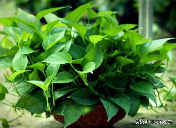 綠色植物美化家居，優(yōu)化室內(nèi)空氣質(zhì)量
