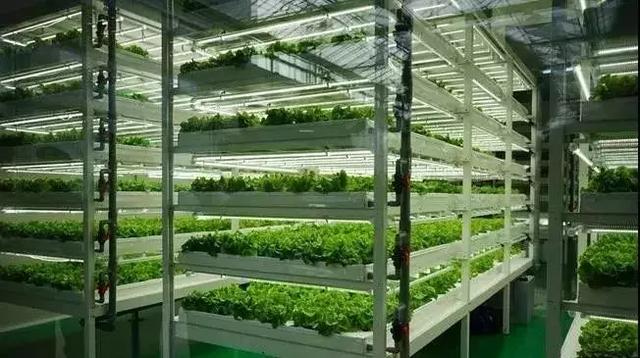 城市垂直農場試點成功，食品安全保障的新路徑探索