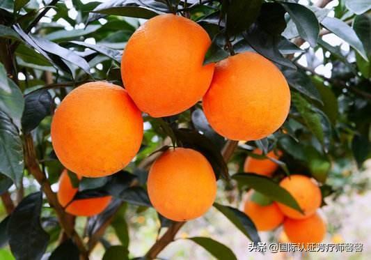 植物療法獲認(rèn)可，都市人群健康管理的新途徑