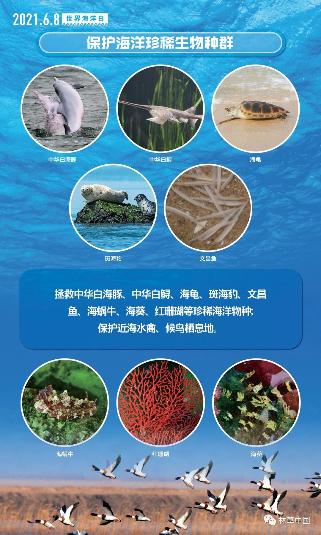 全球關(guān)注焦點(diǎn)，海洋生物多樣性保護(hù)進(jìn)入重要議程