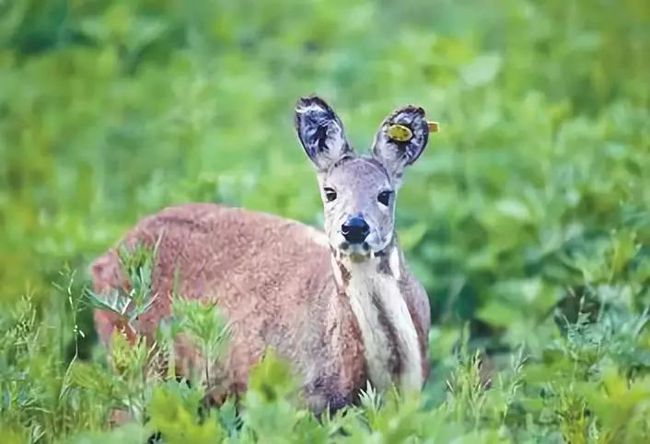 野生動物追蹤項(xiàng)目成果顯著，瀕危物種保護(hù)展現(xiàn)顯著成效