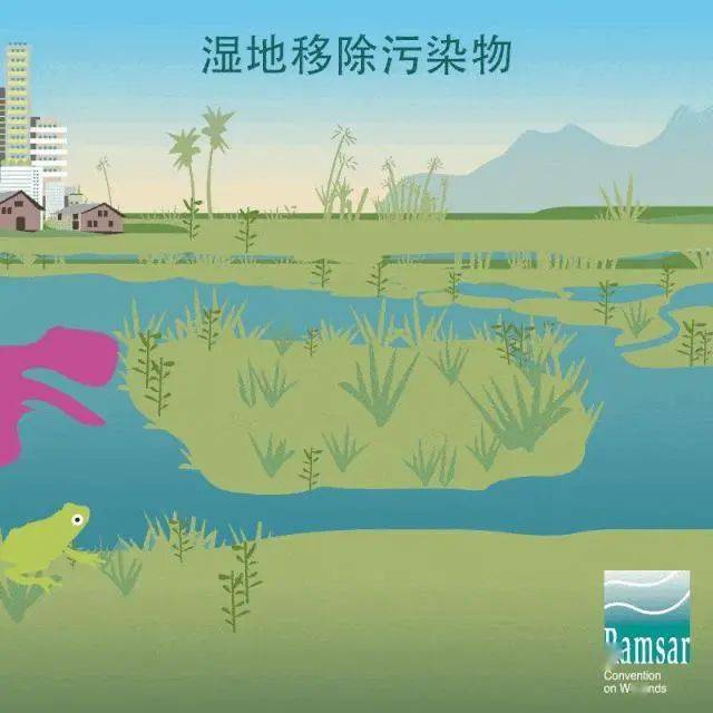 人工濕地修復(fù)項目成功實施，生物多樣性顯著回升，濕地?zé)òl(fā)生機與活力