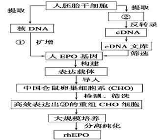 心理平衡與免疫系統(tǒng)健康，緊密關(guān)聯(lián)的探討