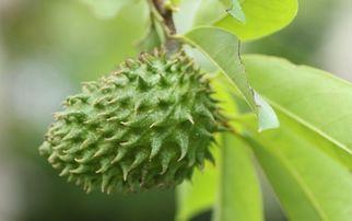 健康脂肪與肌膚光澤，美麗之源揭秘