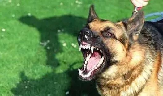 母女公園遭犬只撕咬悲劇，警醒社會的反思與啟示