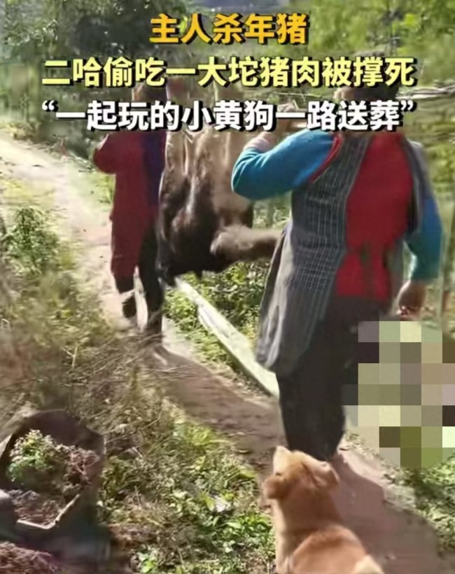 主人殺年豬引發(fā)悲劇，狗狗偷吃豬肉喪命