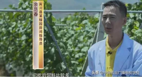 新型農(nóng)藥，平衡作物產(chǎn)量與生態(tài)保護(hù)的關(guān)鍵之道