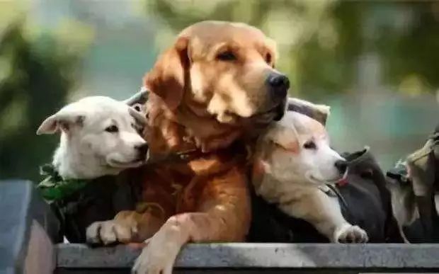 飼養(yǎng)員展現(xiàn)責任與擔當，成功制止四條惡犬咬人事件