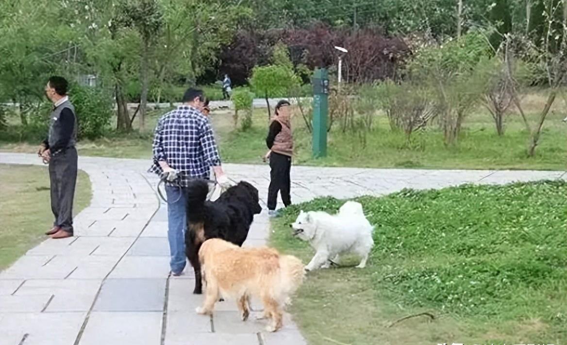 母女公園遭犬只撕咬悲劇，警醒社會的反思與啟示