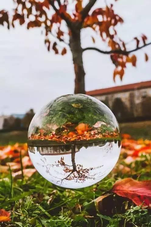 露珠如寶石般閃耀，自然的魔法與生命的晨韻