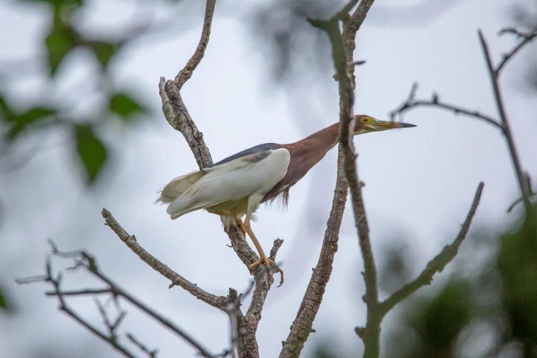 清晨鳥鳴中的寧?kù)o之美