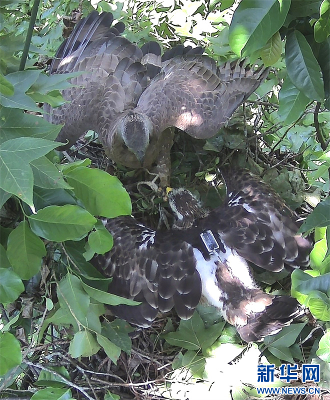 四川破獲非法捕獵鳳頭蜂鷹案，珍稀物種保護(hù)正義之戰(zhàn)揭秘