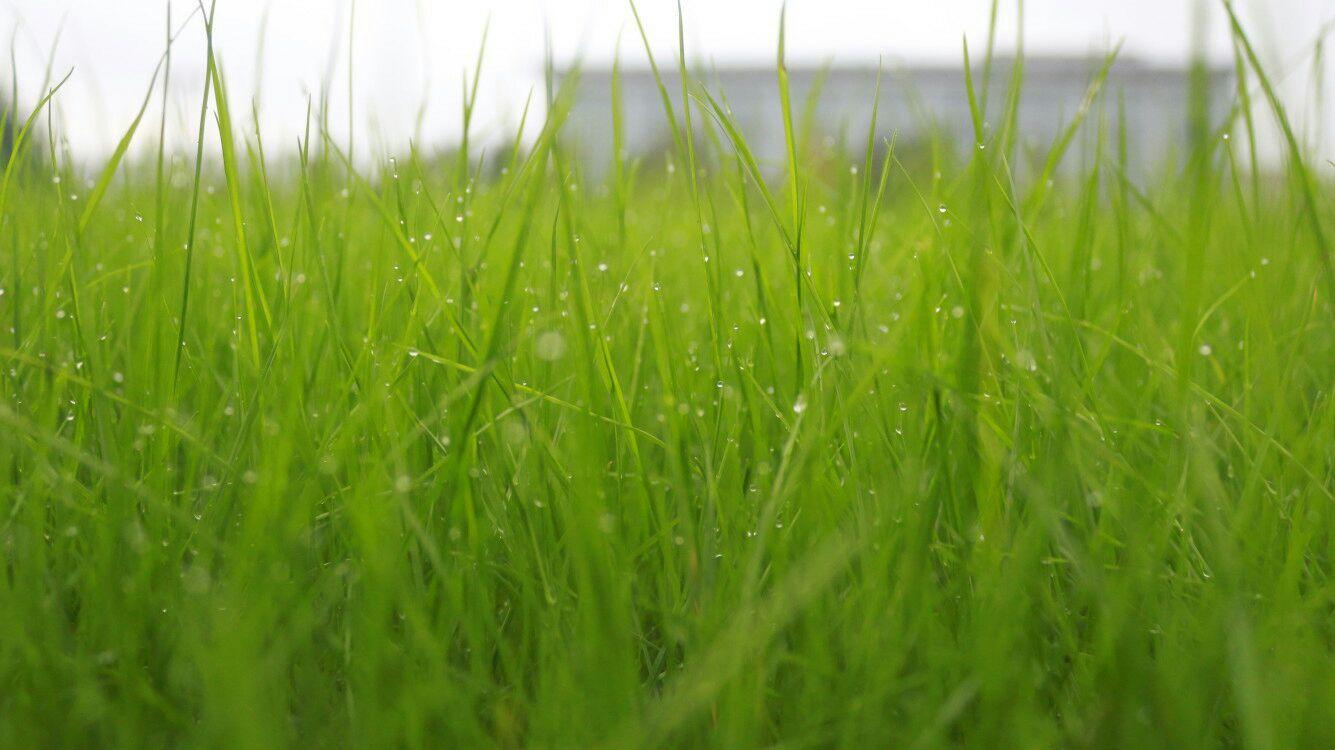 青翠草地上的詩意畫卷，細(xì)雨的滋潤與生機(jī)