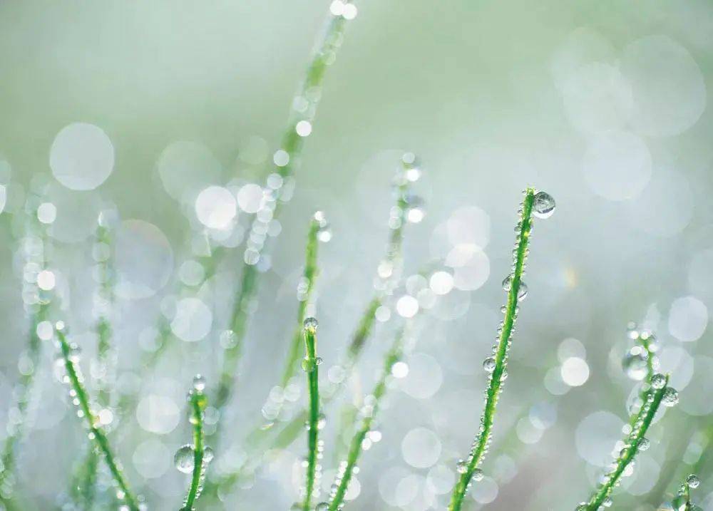 清晨露水清新氣息，衣角沾濕顯詩意