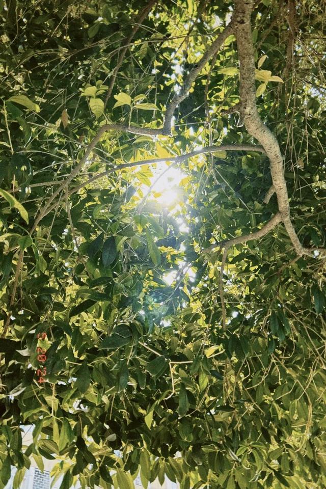 午后的自然交響曲，陽光與光影的交織之美