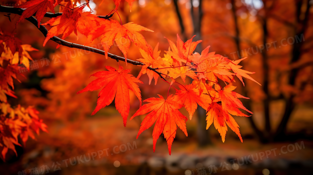 秋日楓葉如畫，山川染紅如詩