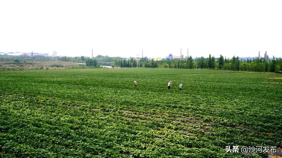 自動(dòng)化農(nóng)業(yè)設(shè)備提升農(nóng)作物種植效率的關(guān)鍵路徑