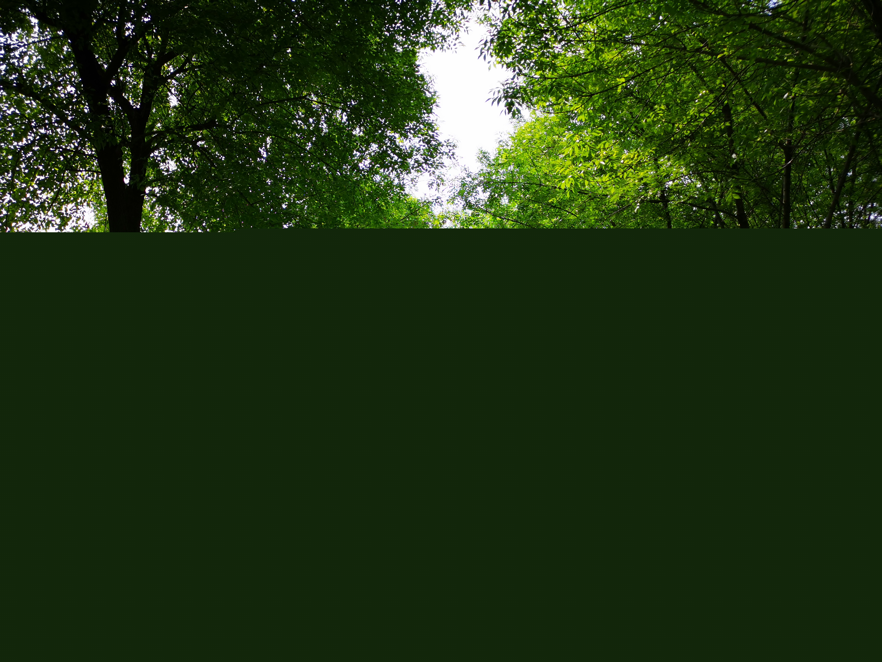 公園漫步，感受生命的盎然生機(jī)