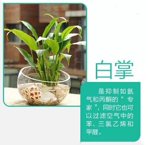 木本植物在水源凈化中的生態(tài)貢獻