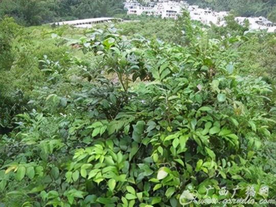 木本植物的自然功能，調(diào)節(jié)空氣濕度的重要性