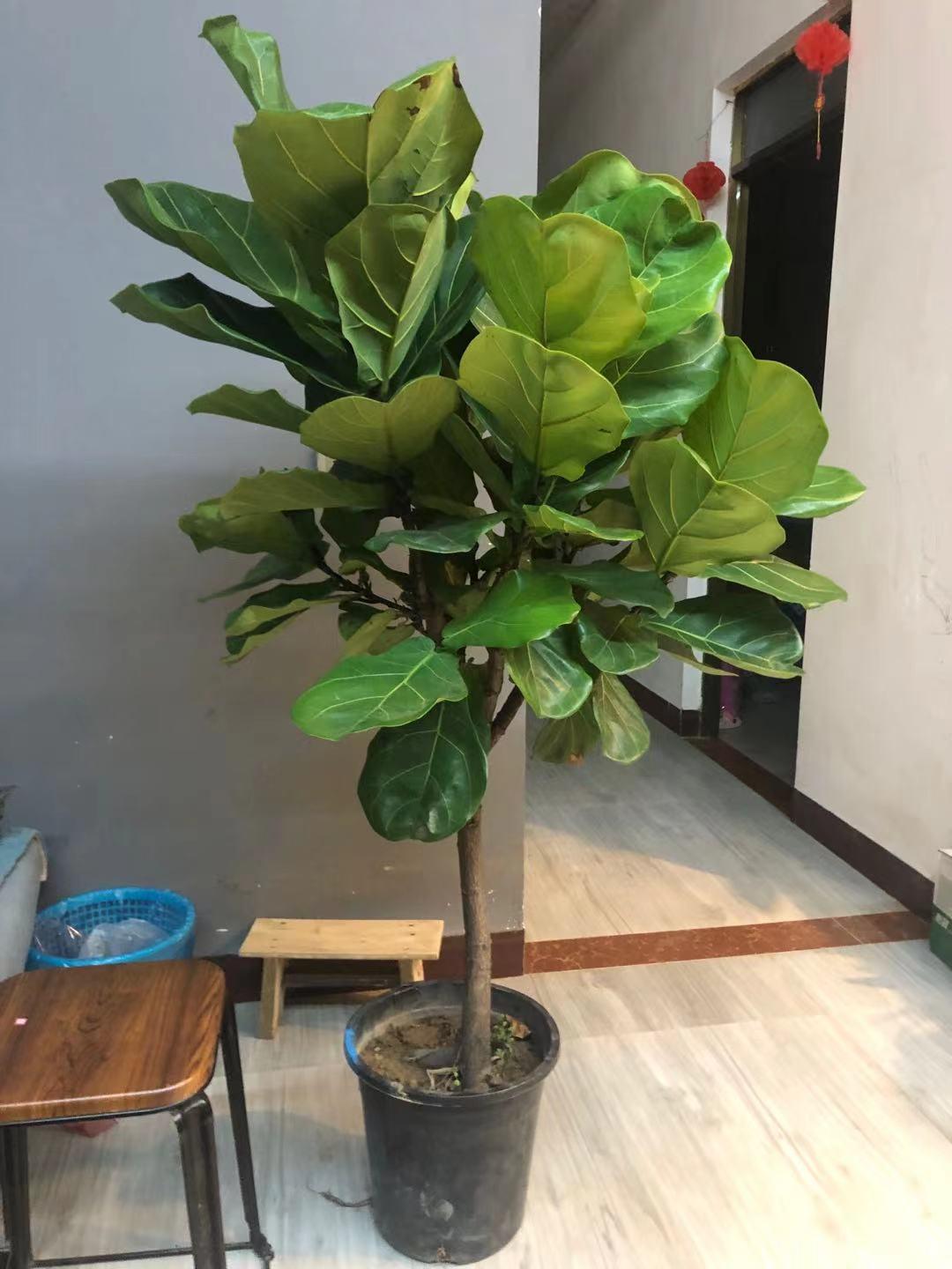 木本植物生態(tài)凈化功能與環(huán)保貢獻(xiàn)，提升環(huán)境質(zhì)量的關(guān)鍵角色