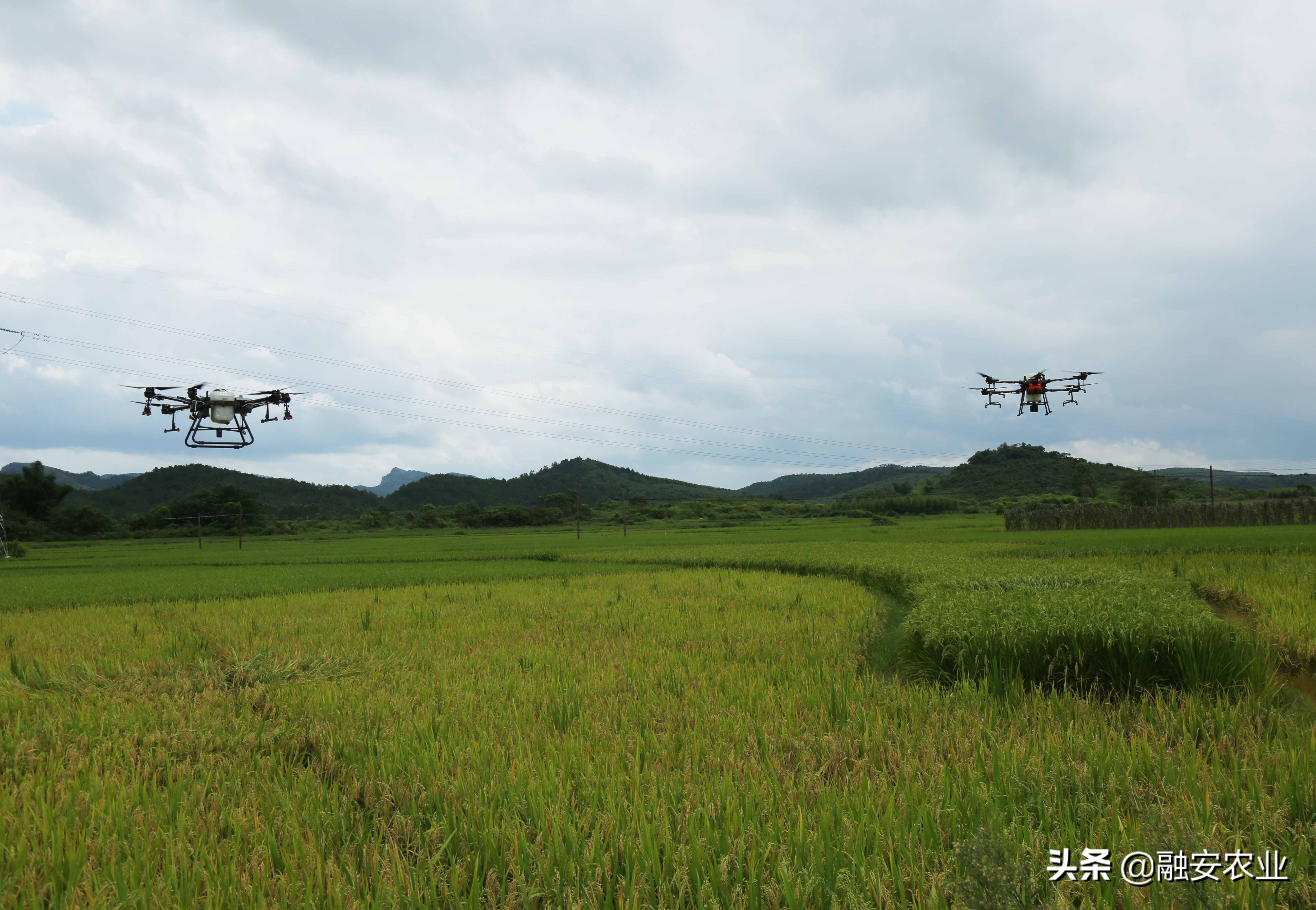 無人機(jī)在農(nóng)業(yè)病蟲害監(jiān)測(cè)與防治中的創(chuàng)新應(yīng)用