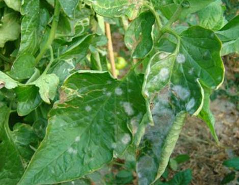 山東農(nóng)民農(nóng)業(yè)創(chuàng)新成功，賣番茄年入十億，創(chuàng)造鄉(xiāng)村振興新篇章