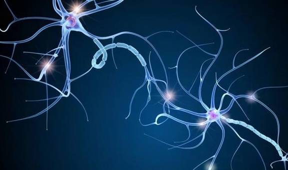 大腦可塑性，揭示其與學習能力的緊密關(guān)系