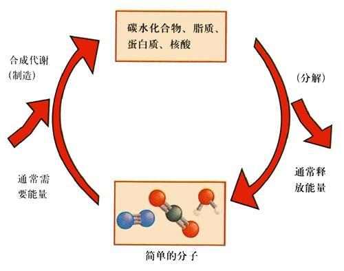 飲水與新陳代謝，密切關(guān)聯(lián)的重要性解析