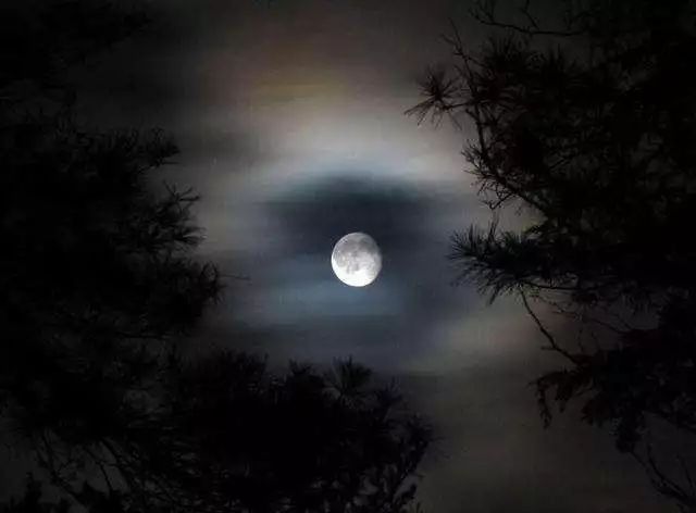 月光森林之夜，靜謐漫步的享受