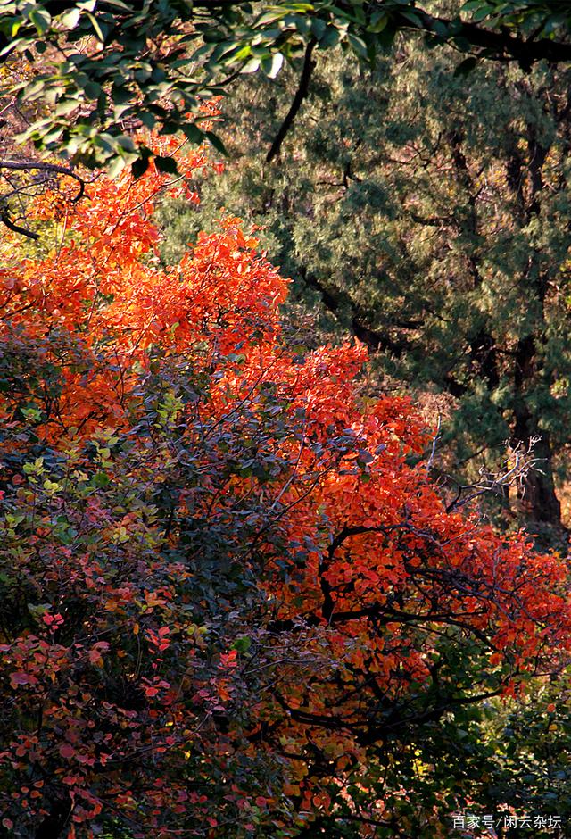 秋日山林，紅葉似火，氣爽景清