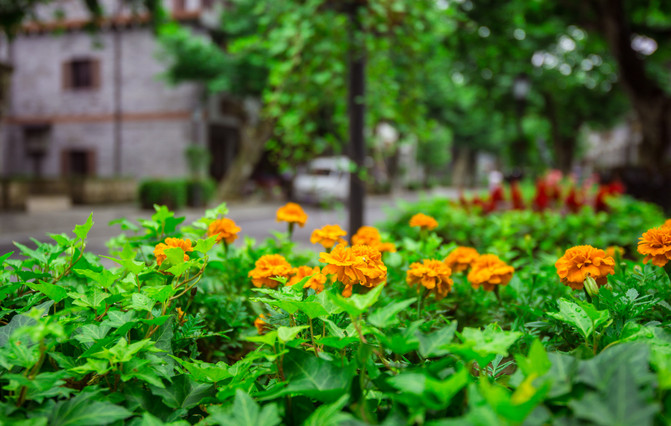 雨晨洗禮，生命的復(fù)蘇與自然的啟示
