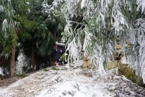 冬季森林雪景，雪花輕舞，銀裝大地