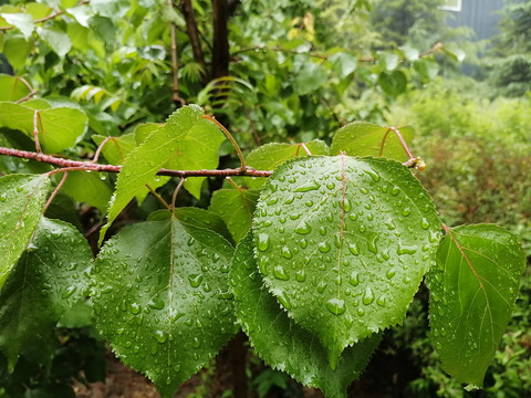 夏日雨后陽光與綠葉的交響，生命的旋律