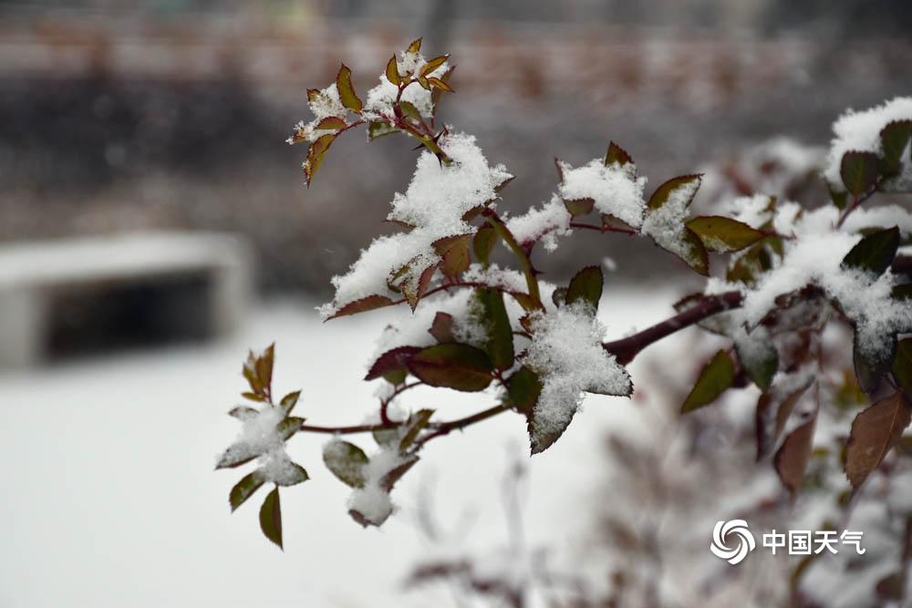 冬季湖邊的雪絮紛飛，寧靜雪景的詩意描繪
