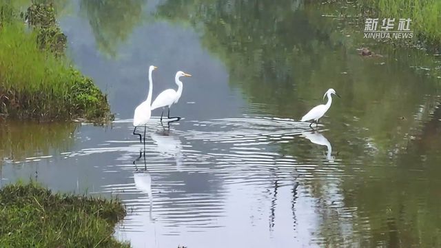 夏日午后，水鳥與河流的舞蹈