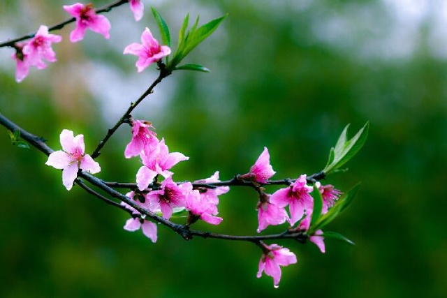 春風(fēng)拂面，黃花朵放芳香四溢