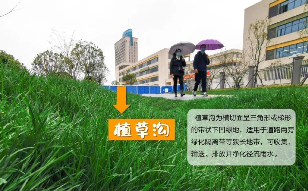 夏日森林，詩意時光下的陽光與綠意
