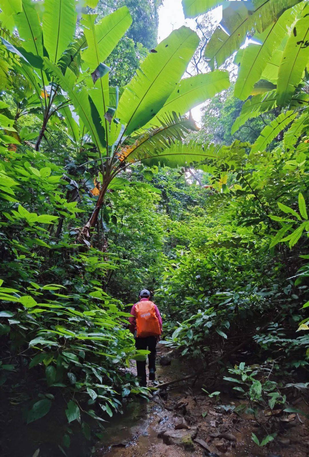 天然熱帶雨林徒步之旅，綠色氧氣的獨特體驗