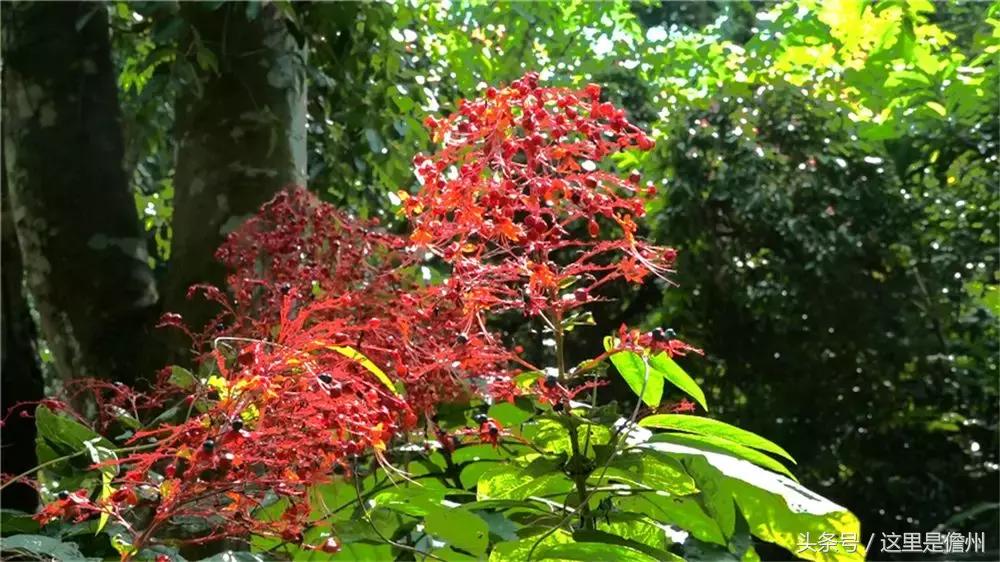 探訪珍稀植物園，領(lǐng)略植物王國的奇妙魅力