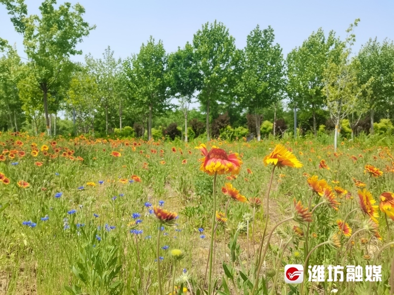 春天的田野，五彩斑斕的花朵綻放
