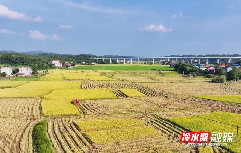 秋日田野，稻谷豐收的黃澄澄畫卷