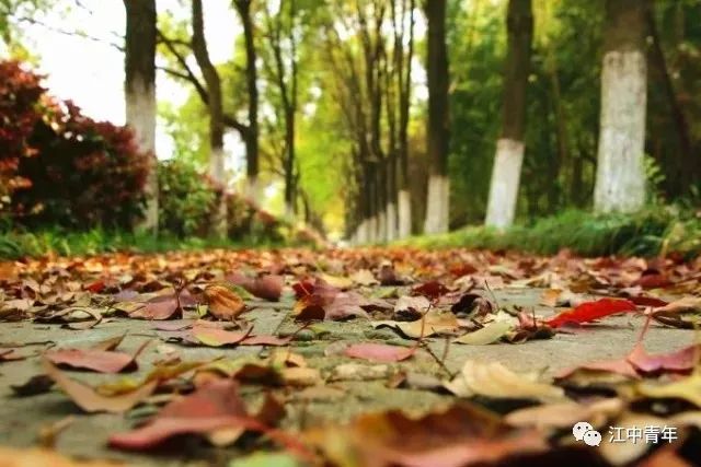晚秋公園漫步，落葉小徑與清新空氣之旅