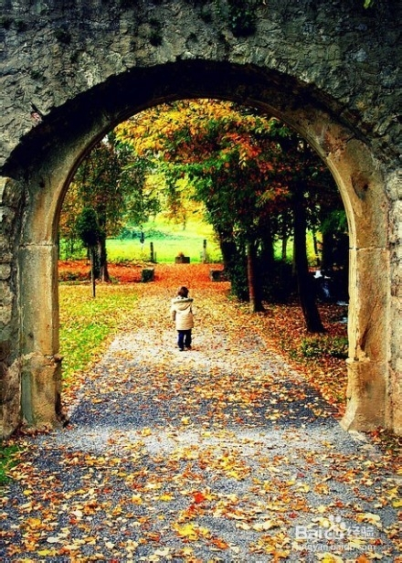 秋日森林漫步，紅葉滿(mǎn)道的美景與心靈觸動(dòng)