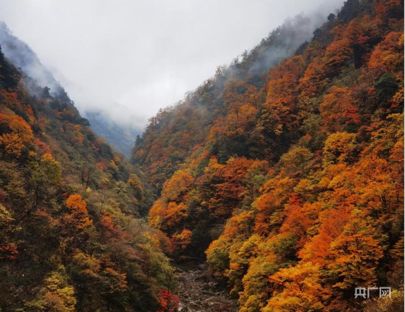 清晨山谷，陽光破霧灑滿大地
