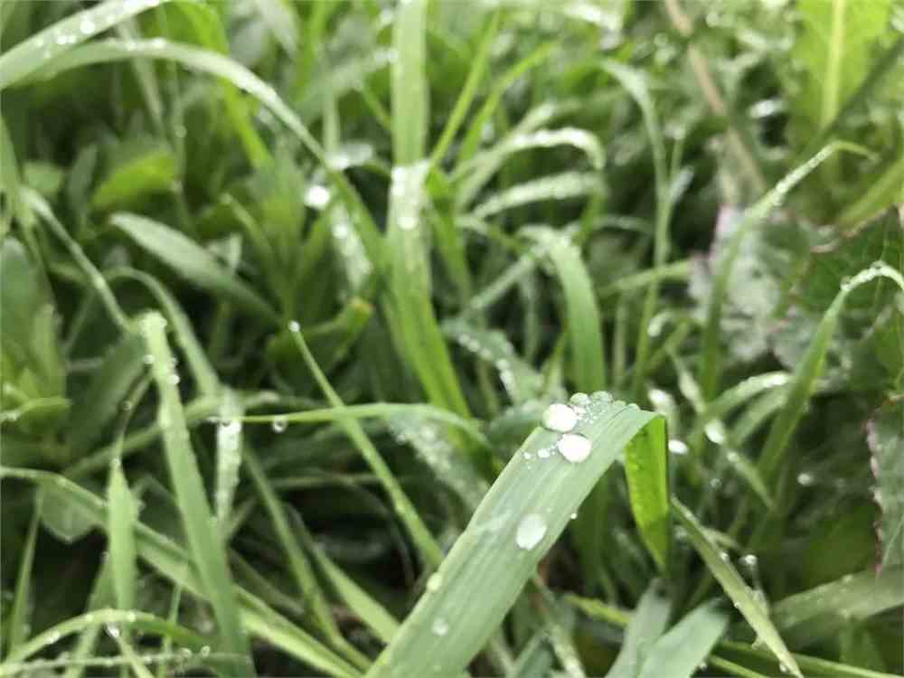 晨光中的魔法時刻，田野露珠與草葉的交響