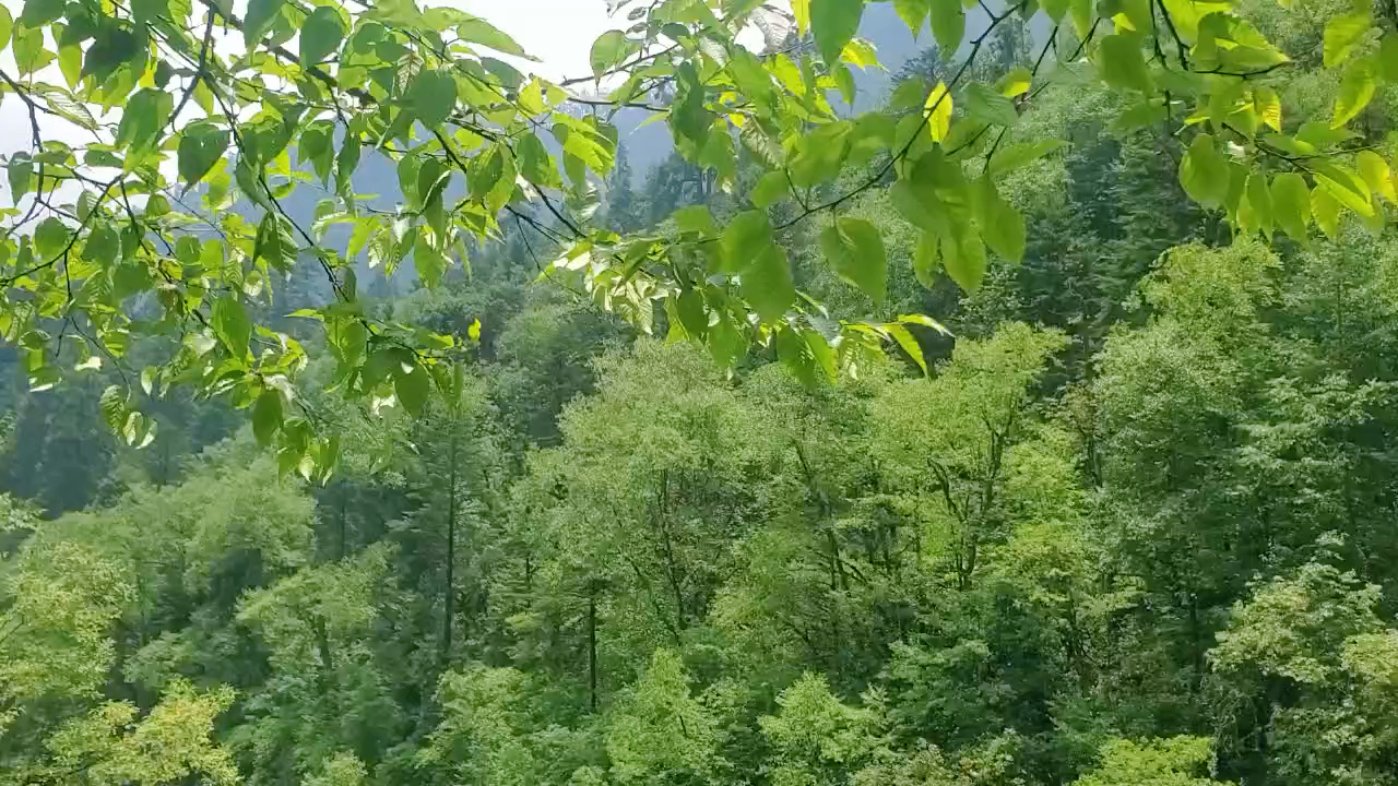 山間的風(fēng)，自然呼吸與生命律動的交響曲