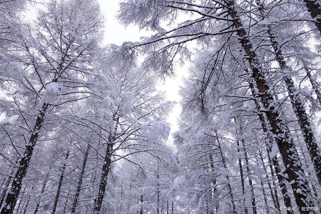 深冬山林雪景，雪中樹木的銀裝魅力