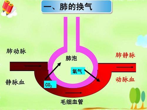 心理適應(yīng)能力與免疫力的緊密關(guān)聯(lián)，心理韌性對(duì)身體健康的影響